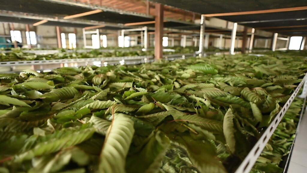 How to Store Kratom Powder: Essential Guide for Distributors and Retailers 5