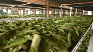 How to Store Kratom Powder: Essential Guide for Distributors and Retailers